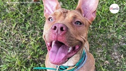 À 9 mois, cette chienne a déjà connu 3 familles, dont une qui l'entraînait au combat  qui sera enfin la bonne