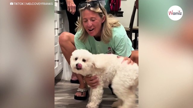 La chienne court montrer à son humaine une chose dont elle est très fière : 847K personnes sont en larmes (vidéo)