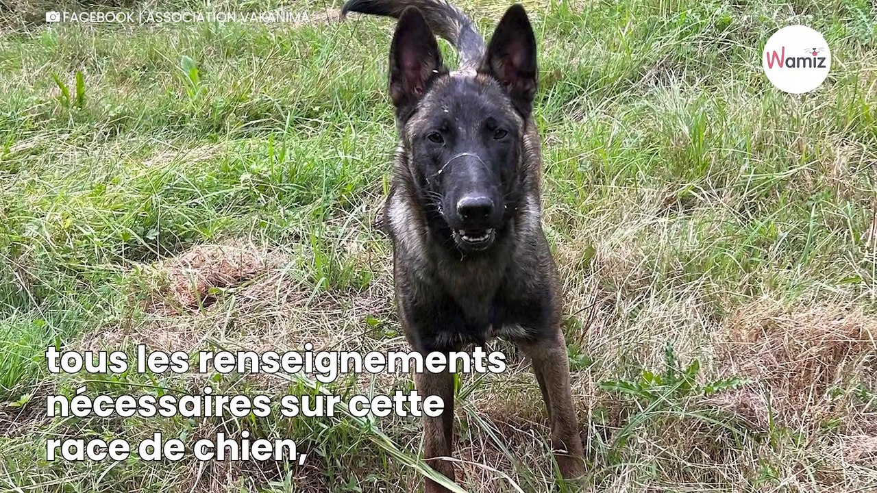 Ils craquent sur un chiot Malinois sans connaître le caractère de la race : ils l'abandonnent en quelques mois