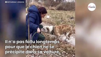 Un chien blessé est retrouvé errant dans la rue : sa gentillesse fait fondre sa sauveuse