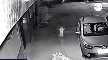 Un chat est filmé en train de danser la nuit : 13 millions de personnes n'en reviennent pas (Vidéo)