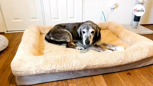 Une chienne abandonnée est sur le point de mourir : une femme décide de lui offrir ses derniers instants de bonheur