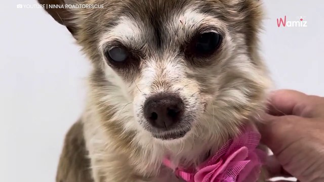 Aveugle, ce chien de 16 ans qui n’a jamais vécu seul a été livré à un refuge-index