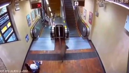 Wild boar attacks travellers at Hong Kong subway station