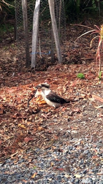 Kookaburra Takes Lunch To Go