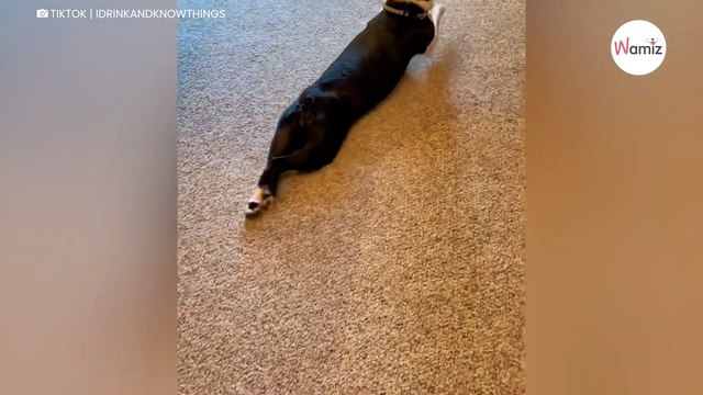 Ce chien déteste qu'on lui coupe les griffes : 720K personnes hésitent entre rires et larmes (vidéo)