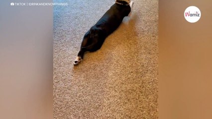 Ce chien déteste qu'on lui coupe les griffes  : 720K personnes hésitent entre rires et larmes (vidéo)
