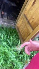 Critter Catcher inspecte un bâtiment infesté de chauves-souris