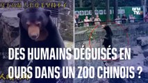 Des humains soupçonnés de s'être déguisés en ours dans un zoo chinois