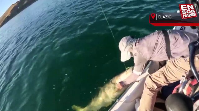 Keban Barajı'nda balık avı: 1.57'lik Fırat turnası yakaladılar
