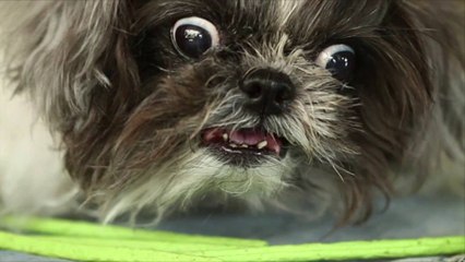 6 façons dont les chiens expriment leur colère grâce au language corporel