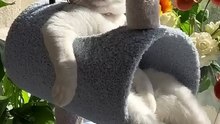 LOL, Super Funny Cute Cats Videos Best Moments of Cats