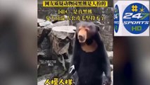 Video: Bear-ly believable! Zoo is forced to deny its bears are 'humans in disguise' wearing elaborate costumes after video of the animals standing on two legs went viral in China