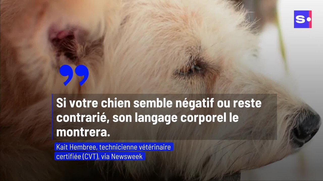 6 façons dont les chiens expriment leur colère grâce au language corporel
