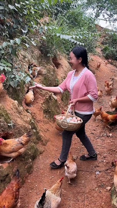 Mengambil telur ayam