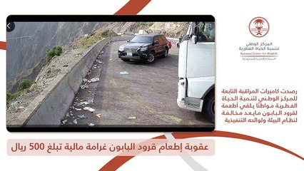 "الحياة الفطرية" يرصد مواطنًا يقوم بإلقاء أطعمة لقرود البابون