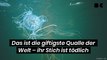 Das ist die giftigste Qualle der Welt – ihr Stich ist tödlich