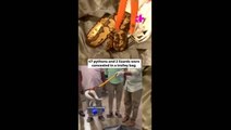 ‘Snakes on a plane’: 47 pythons and two lizards seized from passenger’s suitcase at airport