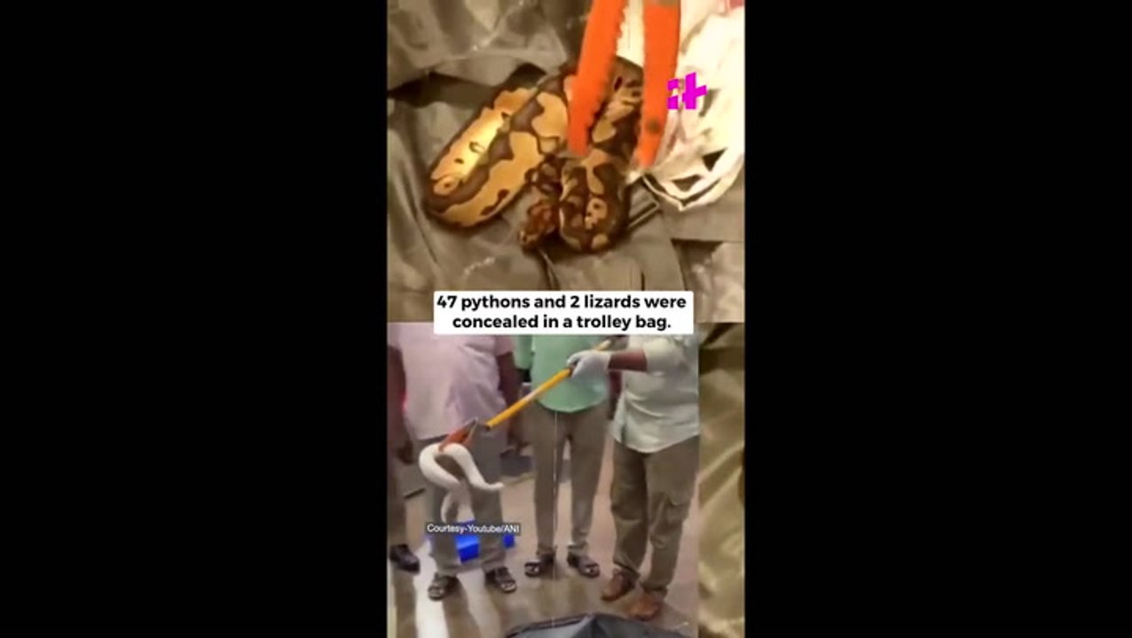 ‘Snakes on a plane’: 47 pythons and two lizards seized from passenger’s suitcase at airport