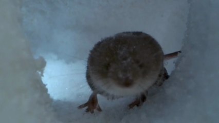 "Armonía Salvaje: El Lenguaje Secreto de la Naturaleza"