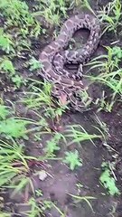SURAT VIDEO/ तलंगपुर में खेत से नौ फीट लंबा अजगर पकड़ा