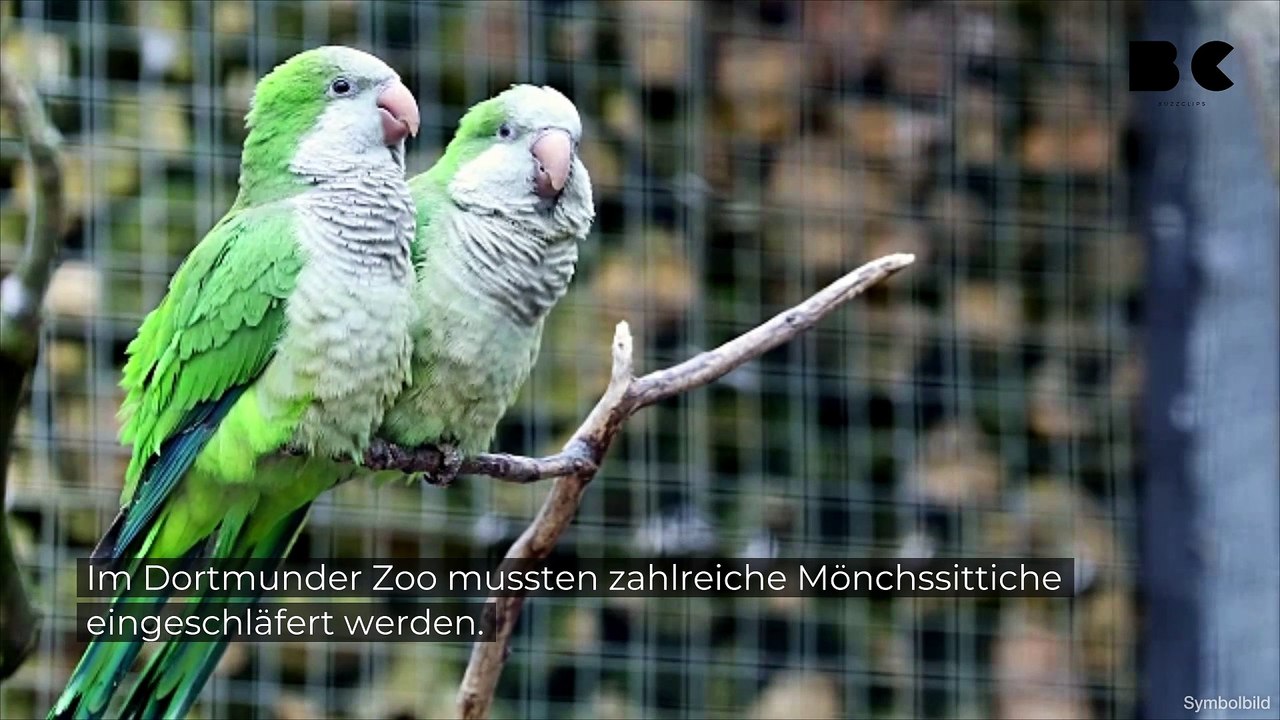 Dortmund: Zoo muss 48 Papageien einschläfern