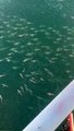 Un frisson important de requins repéré depuis une plate-forme pétrolière