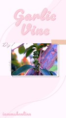 Our Little Paradise: Garlic Vine Blooms