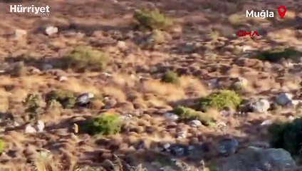 Bodrum’da otluk ve makilik alanda yangın çıktı,