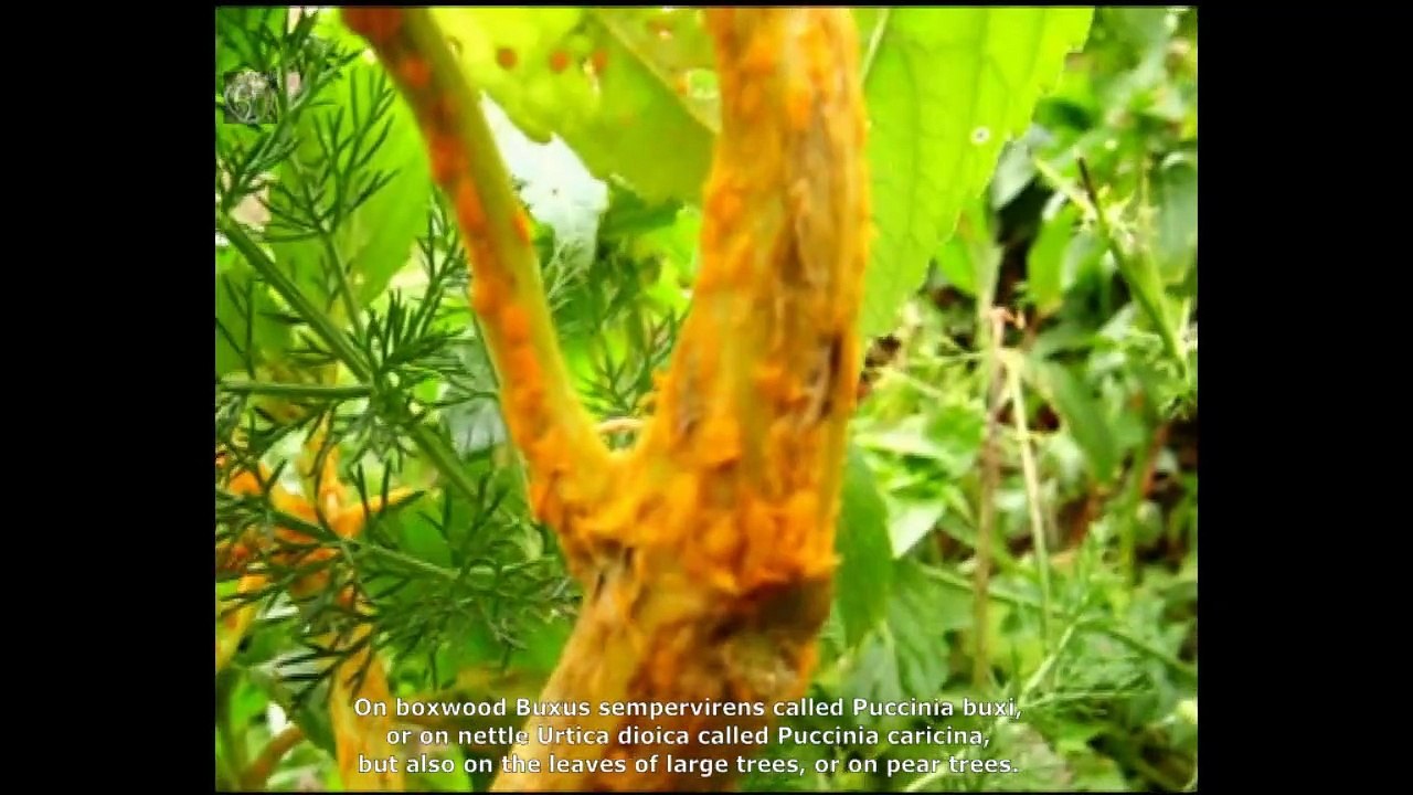 Puccinia smyrnii. Champimaginatis. English Text
