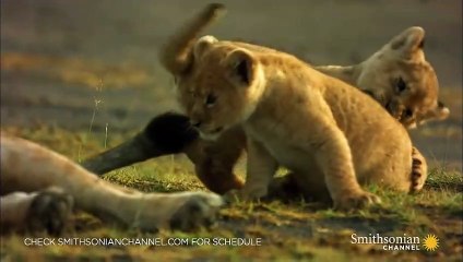 How This Lioness Copes with Being a Single Mom