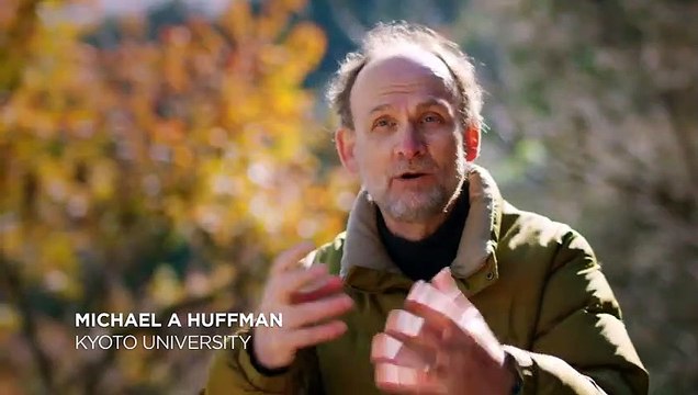 Japanese Macaques Likely Keep Their Aging Minds Active w Games Animals at Play Smithsonian