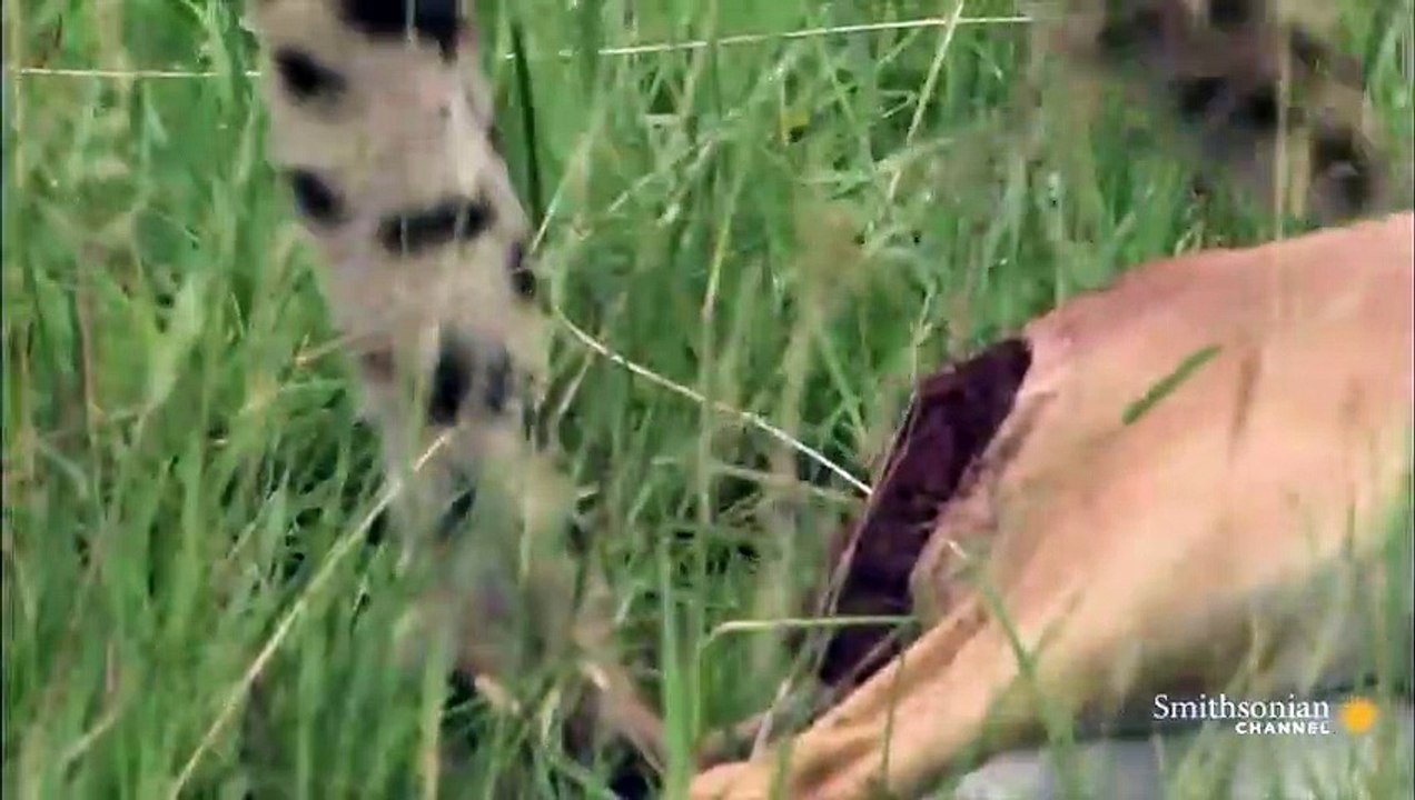 Mother Cheetah Hunts Impala to Feed Cubs