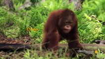 Orangutans Need to Learn to Fear Snakes