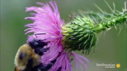 Slo-Mo Footage of a Bumble Bee Dislodging Pollen