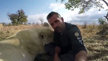 The Lion's Tongue   The Lion Whisperer