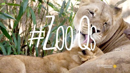 The Unusual Toys That Keep These Lion Cubs Happy