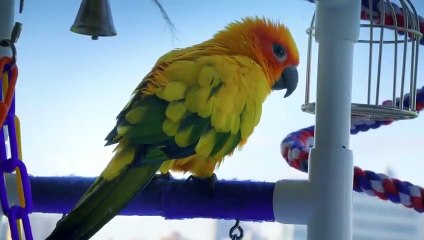 This Grumpy Cat & Bubbly Parakeet Are ‘Frenemies’ ‍⬛ Smithsonian Channel