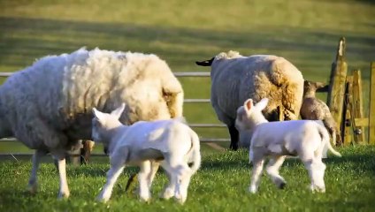 Download Video: This Giant Rabbit Is Like a Mother for Orphan Lambs  Amazing Animal Friends   Smithsonian Channel