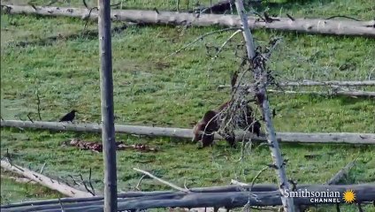 This Legendary Bear Matriarch is a Yellowstone Icon
