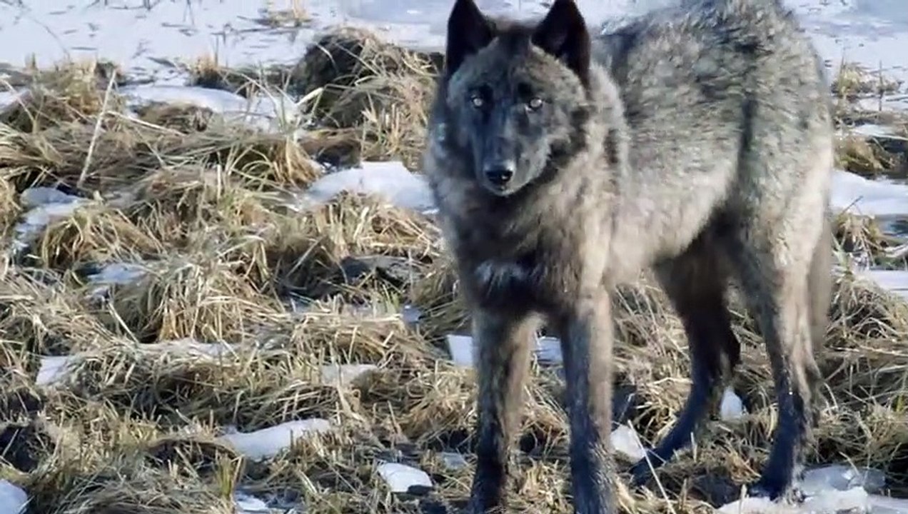 This Lone Wolf Weighs Up a Solo Attack on an Injured Elk Epic ...