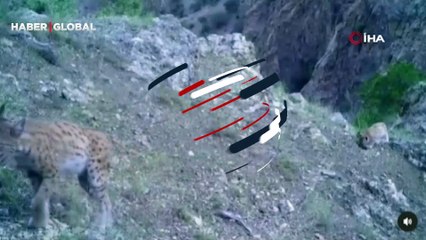 "Ormanın Hayaleti" unvanıyla anılıyor... Yavrularıyla birlikte böyle görüntülendi!