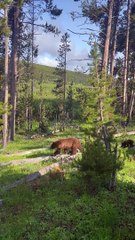Maman ourse et son ourson se promènent dans la forêt de Yellowstone