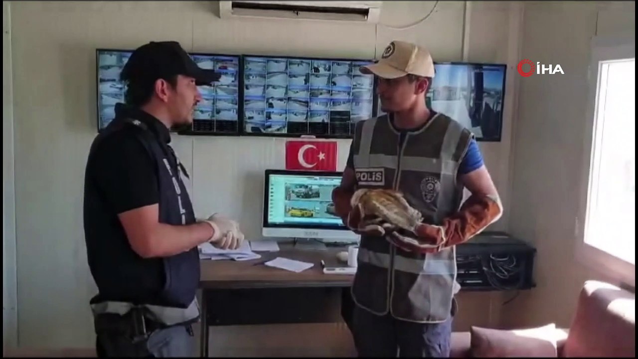 Yaralı bulunan peçeli baykuş koruma altına alındı