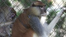 Ola de calor pone en peligro a los animales de zoológicos en Florida