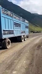 Mais comment cette chèvre s'est retrouvée là???