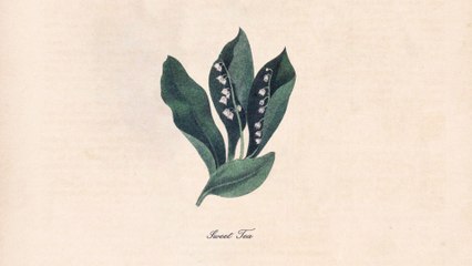 Snoh Aalegra - Sweet Tea (Visualizer)