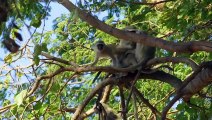 Vervet Monkeys Feel the Same Way About Cats as We Do  Amazing Animal Friends   Smithsonian Channel