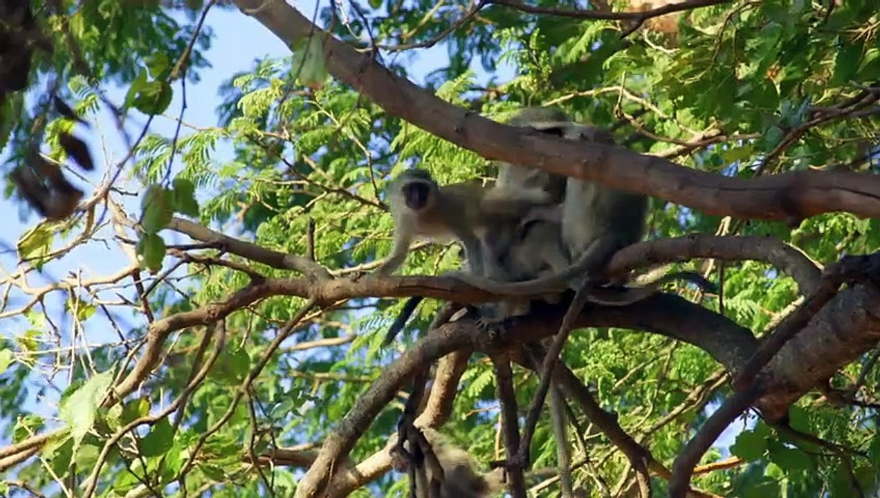 Vervet Monkeys Feel the Same Way About Cats as We Do  Amazing Animal Friends   Smithsonian Channel