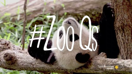 Why Do Pandas Climb Trees